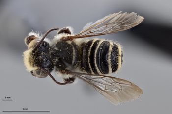 Media type: image;   Entomology 789960 Aspect: habitus dorsal view